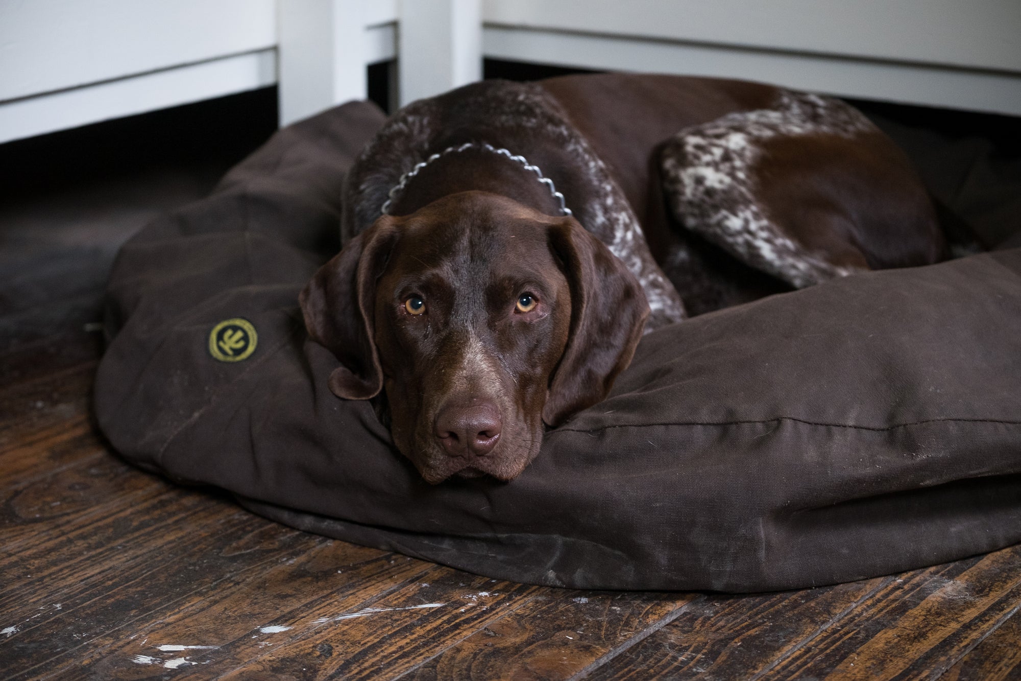 PET GEAR